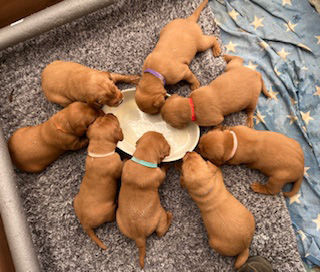 Fox Red Lab Puppies
